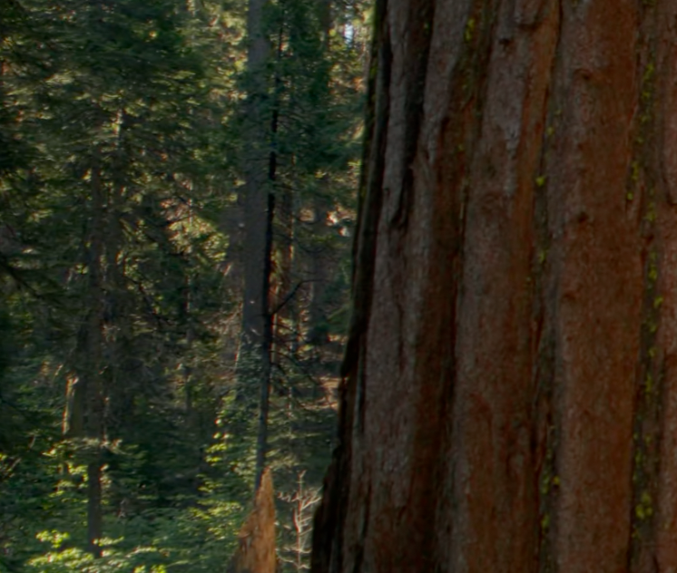 Trees